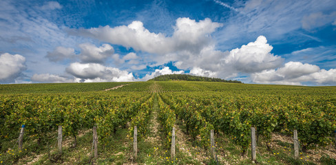 The Grand Cru vineyards of Chablis, Burgundy, France © javarman