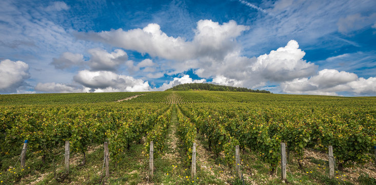 The Grand Cru vineyards of Chablis, Burgundy, France