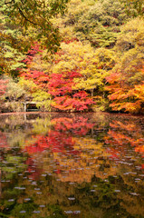 神戸森林公園の紅葉