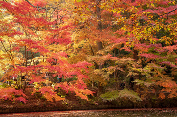 Naklejka na ściany i meble 神戸森林公園の紅葉