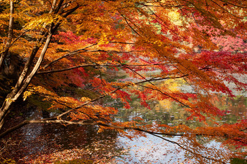 神戸森林公園の紅葉