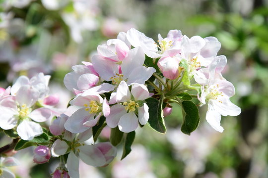 Apfelblüten in Südtirol