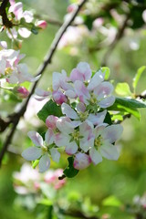Apfelblüte in Südtirol