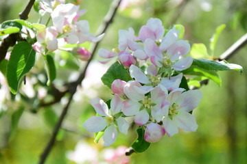 Apfelblüte in Südtirol