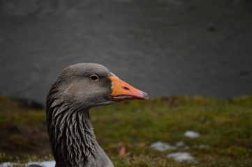Goose