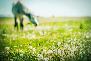 Fototapeta premium Letnie pastwisko dla koni z różnymi ziołami i trawami