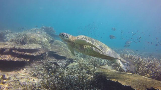 Underwater footage coral reef, fish and Green Sea Turtle  