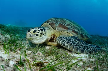 Abwaschbare Fototapete Schildkröte Feeding turtle / Sea turtle is eating sea grass on a sandy bottom, Balicasag island, Philippines
