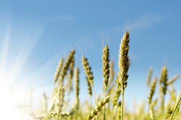 Wheat field under blue sky