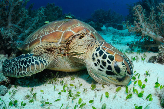 Feeding sea turtle / Sea turtle is eating spoon sea grass on a sandy bottom, Balicasag island, Philippines