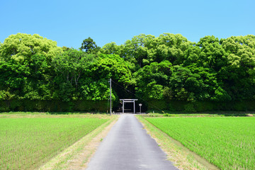 鎮守の森　日本