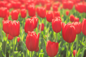 Many varietal Red tulips in city park. Beautiful tulip flower in the garden at summer day. Bright tulip background. Selective focus
