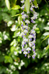 Small flowers of the forest dawn