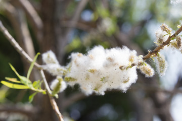 Cute fluffy wad plants