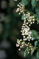 Small flowers of the forest dawn