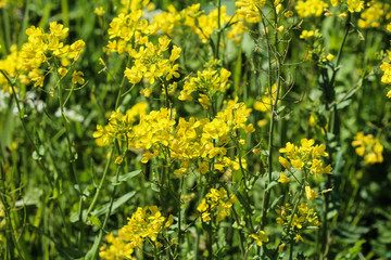 bittercress, herb barbara, yellow rocketcress or winter rocket (Barbarea vulgaris) blooming in spring