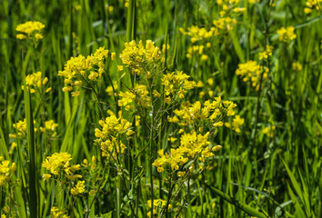 bittercress, herb barbara, yellow rocketcress or winter rocket (Barbarea vulgaris) blooming in spring