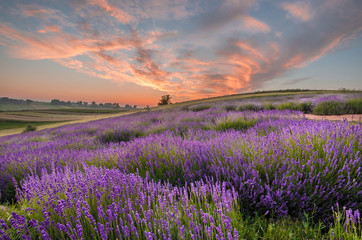 Blooming lavender fields in Poland, beautfiul sunrise