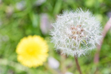Dandelion close-up picture