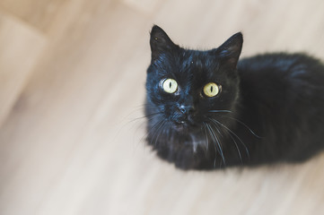 Chat noir