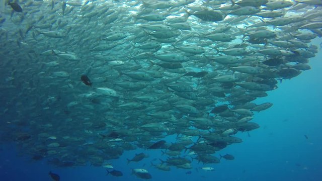 School Bigeye Jackfish (Jack fish or Trevally fish)