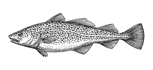 Ink sketch of cod fish.