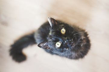 Chat noir