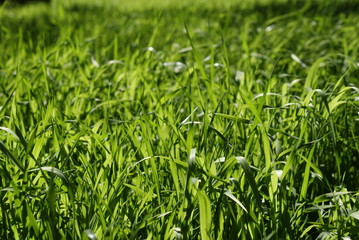 Bright Green Grass on Sunny Day