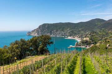 Plakat Panoramic view of Mediterranean town through a vineyard.