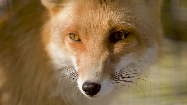 Fox muzzle in rays of evening light