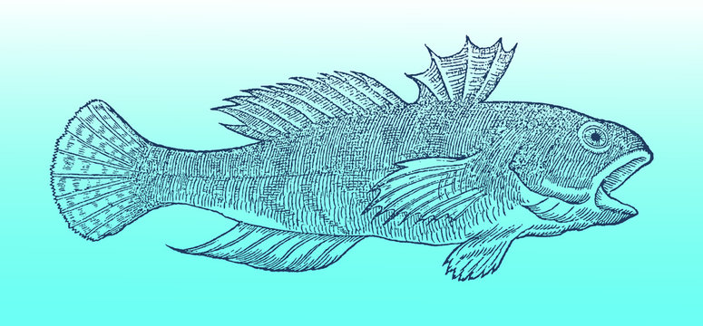 Rocky goby (gobius paganellus) in profile view on a blue-green gradient background (after a historical or vintage woodcut illustration from the 16th century). Easy editable in layers