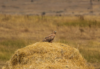 squeezed between Russia and Turkey, Armenia is a wonderful mix of soviet heritage and orthodox landmarks, surrounded by a stunning nature and wildlife