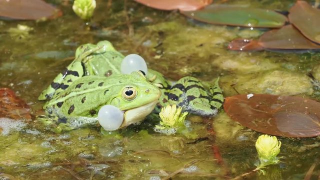 Revierkampf im Gartenteich - Turf War in the garden pond