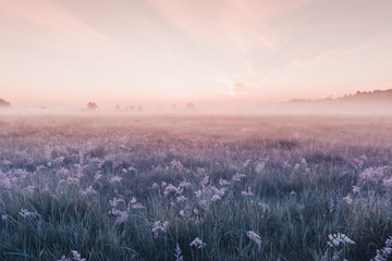 sunrise field of blooming pink meadow flowers - obrazy, fototapety, plakaty