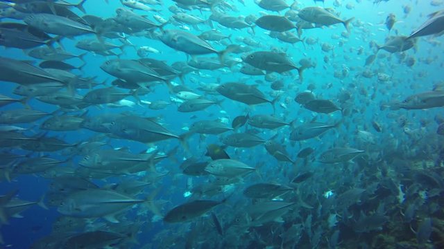 Fish school underwater footage. Bigeye Jack fish (Jackfish or Trevally fish)  