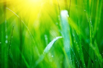 Obraz premium Grass. Fresh green spring grass with dew drops closeup. Soft focus. Abstract nature spring background