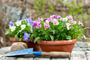 gardening tools and colorful pansy flowers