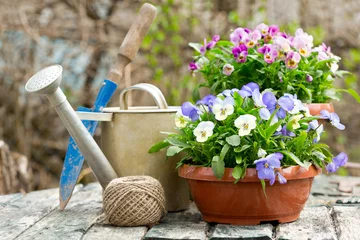 Zelfklevend Fotobehang gardening tools and colorful pansy flowers © Nitr