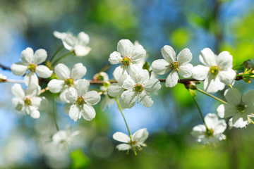 Obraz na płótnie Canvas Close up of branch of cherry blossom