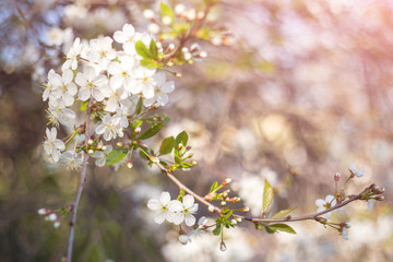 Abstract spring nature bloom blurred background with copyspace