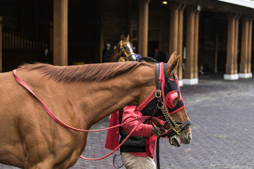 Head gear on a horse