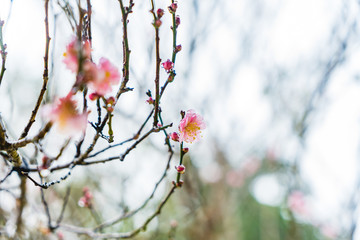 Cherry Blossom in the morning, Blooming Pink Japanese Sakura