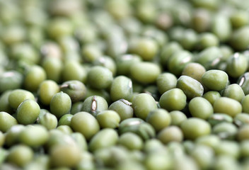 mung bean seeds for germination