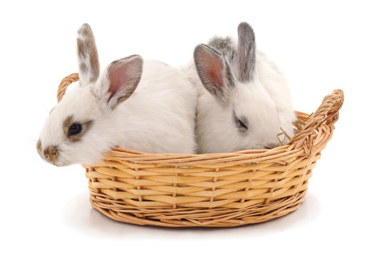 Two rabbits in a basket.