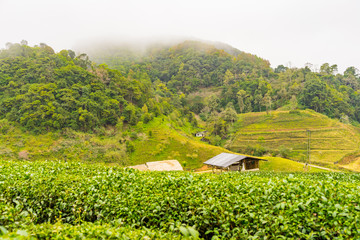 Obraz premium Green tea plantation farm landscape hill cultivation