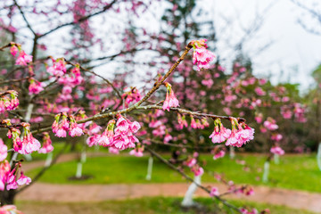 Cherry Blossom in the morning, Blooming Pink Japanese Sakura