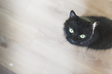 Chat noir