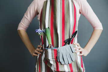 Fototapeta na wymiar woman stands in striped apron with hyacinth plant in plastic flower pot and small metal shovel on gray wall background, stock photo image