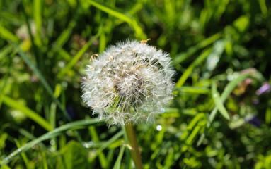 Yellow common dandelion (Taraxacum officinale) blooming