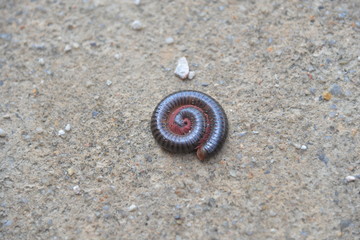 Diplopoda